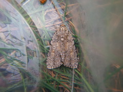 Acronicta exilis