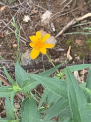 Aspilia mossambicensis