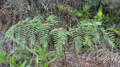 Pteridium caudatum