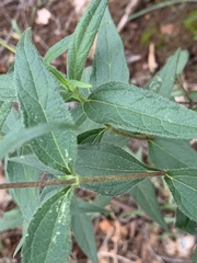 Aspilia mossambicensis