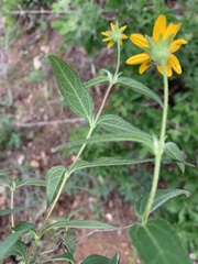 Aspilia mossambicensis