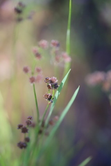 Juncus pallescens