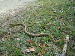 Pantherophis alleghaniensis image