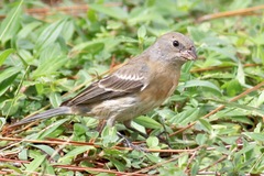 Lazuli Bunting photo 5