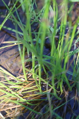 Juncus pallescens