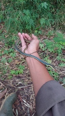 Dendrelaphis pictus