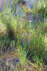 Juncus pallescens