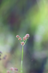 Juncus pallescens