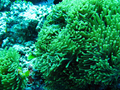 Amphiprion nigripes