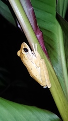 Polypedates leucomystax