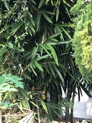 Bambusa tuldoides