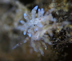Eubranchus rupium