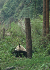 Ailuropoda melanoleuca