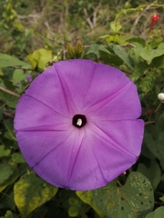 Ipomoea crinicalyx