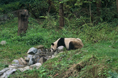 Ailuropoda melanoleuca