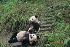 Ailuropoda melanoleuca