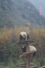 Ailuropoda melanoleuca