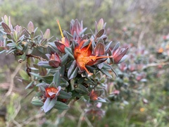 Darwinia citriodora