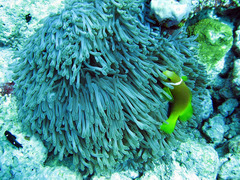 Amphiprion nigripes