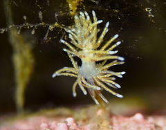 Rubramoena rubescens
