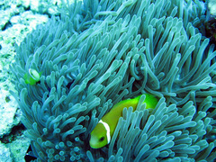 Amphiprion nigripes