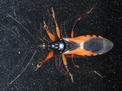 Ectomocoris ornatus
