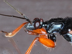 Ectomocoris ornatus