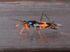 Ectomocoris ornatus