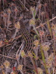 Psammodromus occidentalis