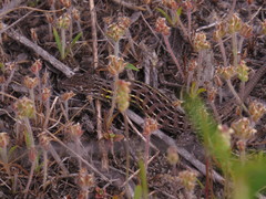 Psammodromus occidentalis