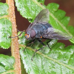 Calliphoroides antennatis