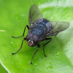 Calliphoroides antennatis