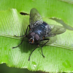 Calliphoroides antennatis