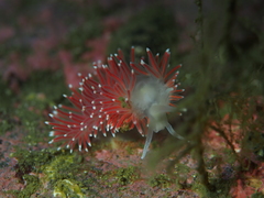 Carronella pellucida