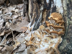 Cerrena zonata