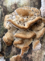 Cerrena zonata
