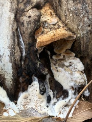 Cerrena zonata