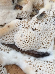 Cerrena zonata