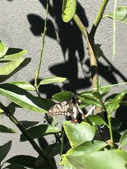 Papilio anactus