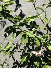 Papilio anactus