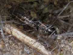 Aleochara bipustulata