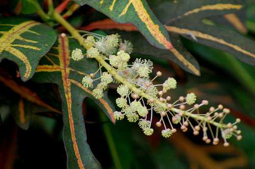 Codiaeum variegatum