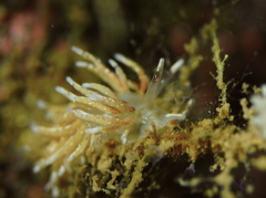 Rubramoena rubescens