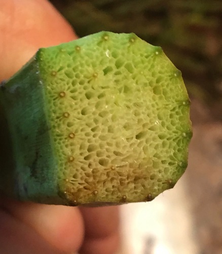 Ceratopteris thalictroides