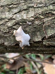 Hohenbuehelia grisea