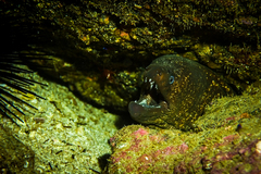 Gymnothorax mordax