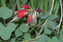 Erythrina acanthocarpa
