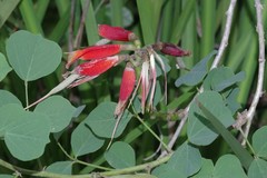 Erythrina acanthocarpa