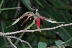 Erythrina acanthocarpa