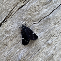 Platagarista macleayi